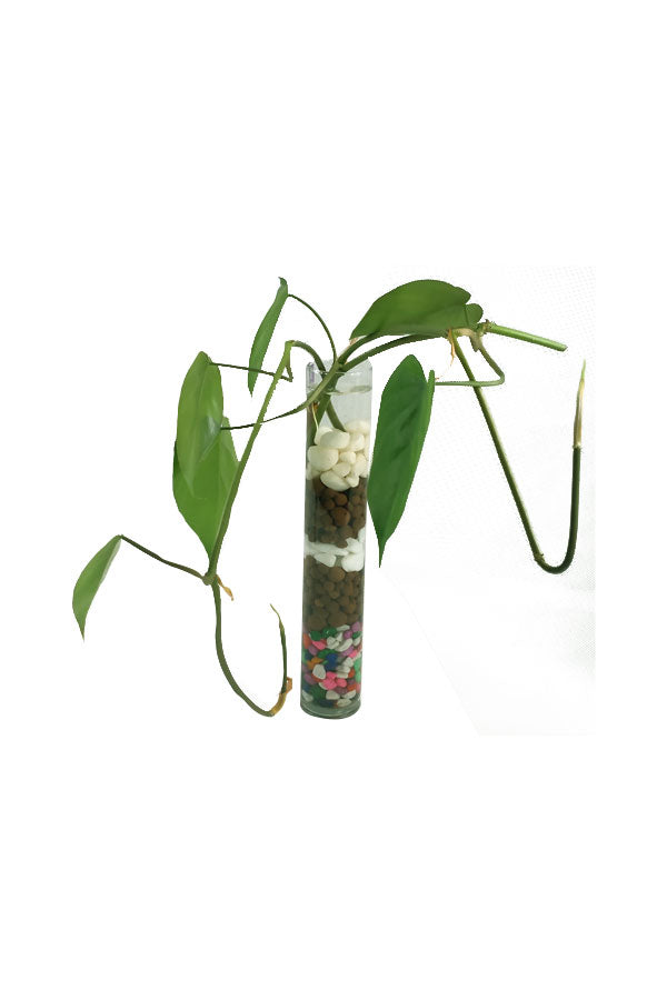 Philodendron Scandens – Wasserpflanze