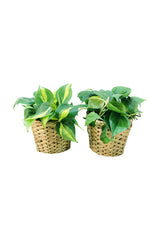 Set Of 2-Philodendron Brazil -(Philodendron Scandens Small -In Cane Pot