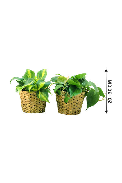 Set Of 2-Philodendron Brazil -(Philodendron Scandens Small -In Cane Pot