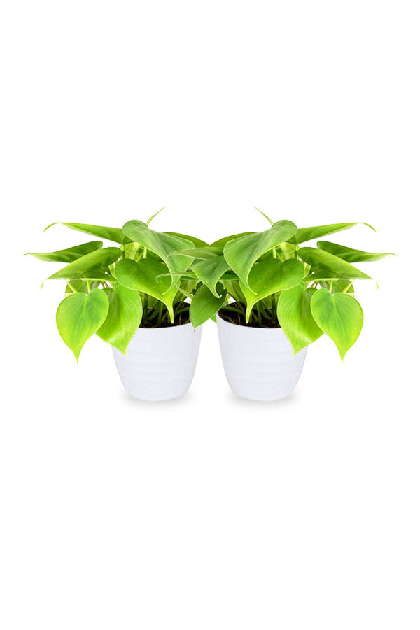 Kaufen Sie eins und erhalten Sie eins – Philodendron, kleine luftreinigende Zimmerpflanze
