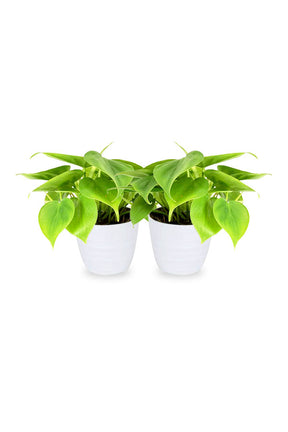 Buy One Get One Free Philodendron Small Air Purifying Indoor Plant - PlantsWorld.ae

