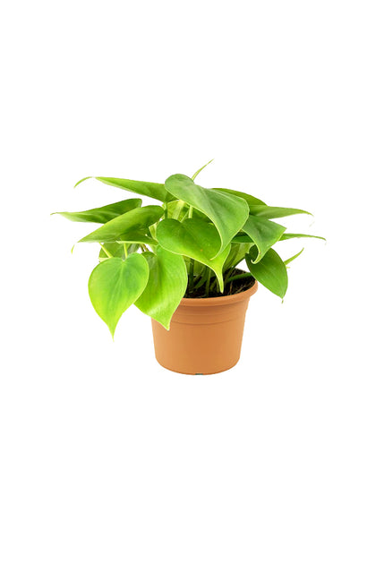 Philodendron Scandens Small