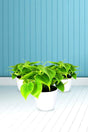 Philodendron Small Plant With White Ceramic Pot - Philodendron Small Plant With White Ceramic Pot - Plantsworld.ae