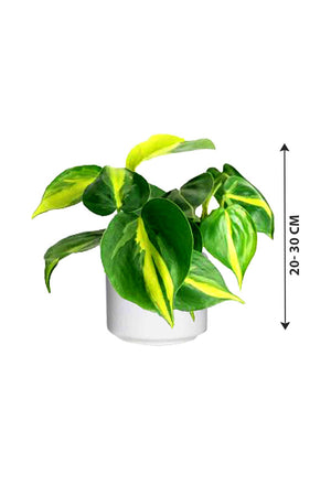 Philodendron Brazil (Heart leaf Philodendron) - Plantsworld.ae