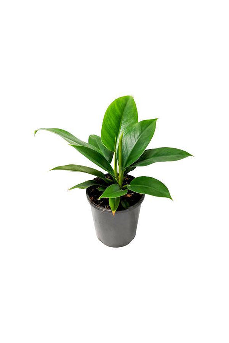 Philodendron Imperial Queen -Air Purifying Houseplant - Plantsworld.ae - {{ varient.name }}