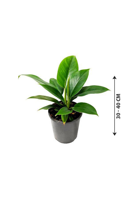 Philodendron Imperial Queen -Air Purifying Houseplant - Plantsworld.ae - {{ varient.name }}