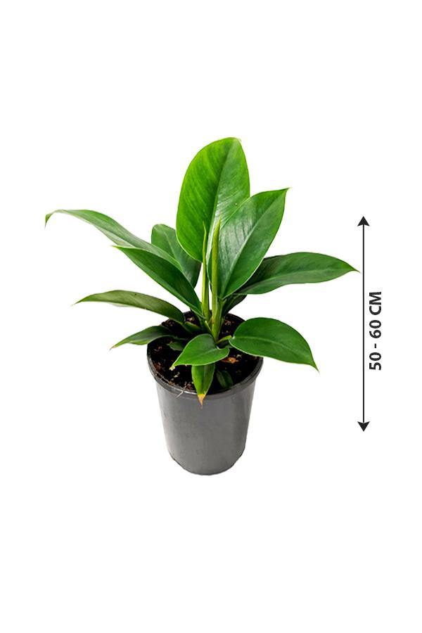 Philodendron Imperial Queen -Air Purifying Houseplant - Plantsworld.ae - {{ varient.name }}