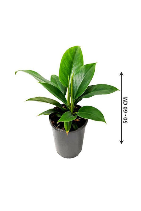 Philodendron Imperial Queen -Air Purifying Houseplant - Plantsworld.ae - {{ varient.name }}