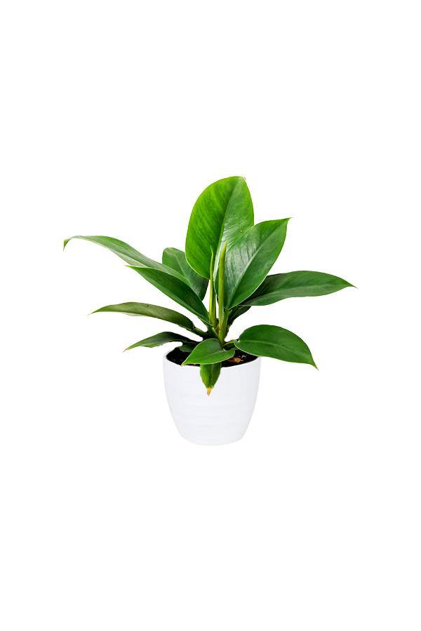 Philodendron Imperial Queen -Air Purifying Houseplant - Plantsworld.ae - {{ varient.name }}