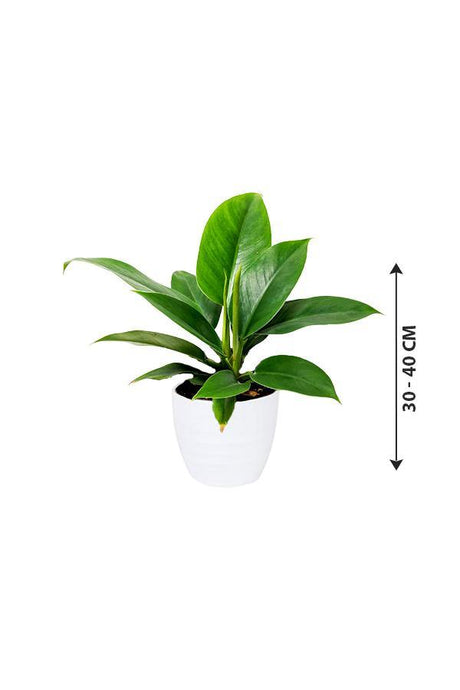 Philodendron Imperial Queen -Air Purifying Houseplant - Plantsworld.ae - {{ varient.name }}