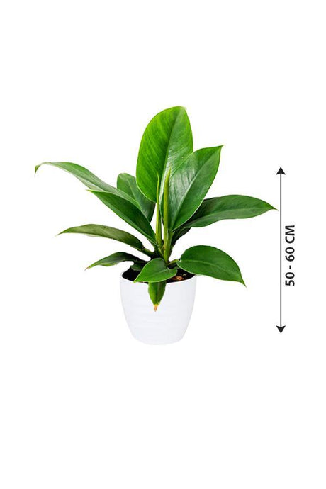 Philodendron Imperial Queen -Air Purifying Houseplant - Plantsworld.ae - {{ varient.name }}