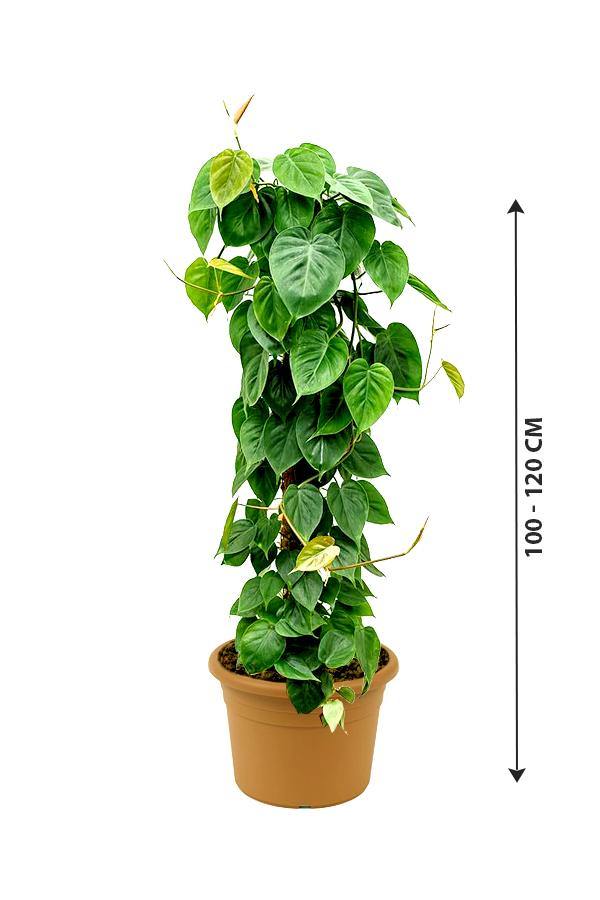 Philodendron Scandens - Air Purifying Houseplant - Plantsworld.ae - {{ varient.name }}