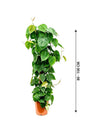 Philodendron Scandens - Air Purifying Houseplant - Plantsworld.ae - {{ varient.name }}