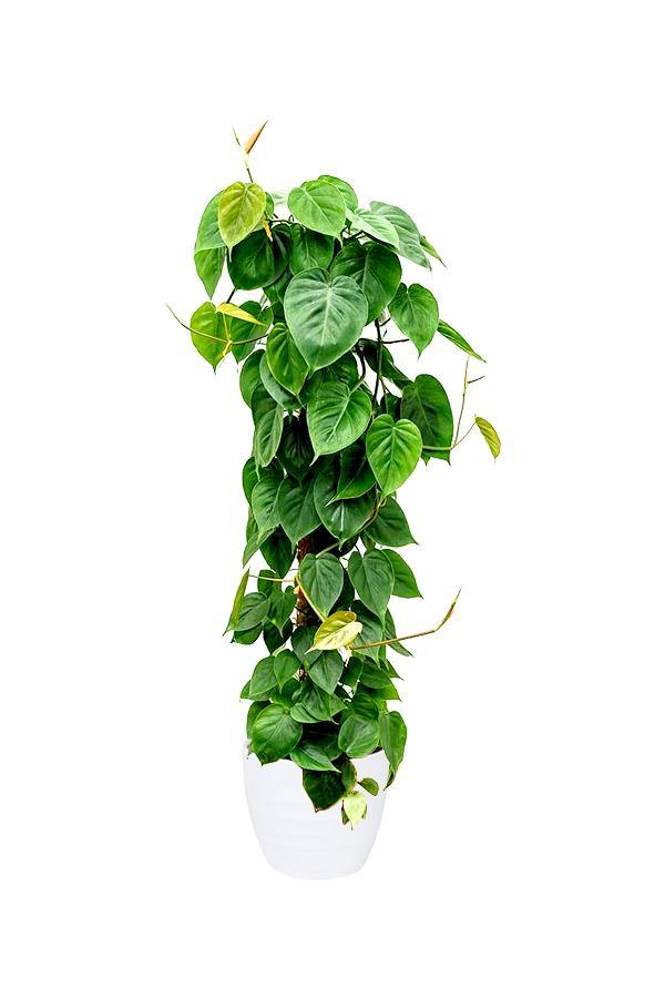 Philodendron Scandens - Air Purifying Houseplant - Plantsworld.ae - {{ varient.name }}