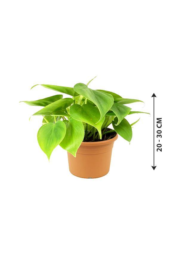 Hanging plants sale for sale