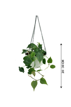 Philodendron Brazil - Hanging - Plantsworld.ae