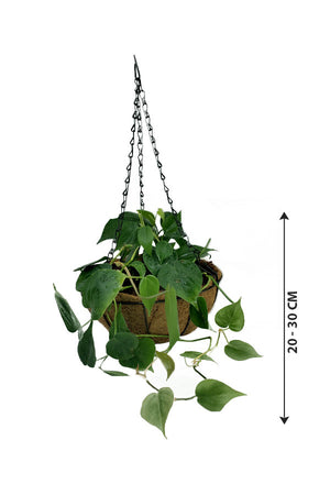 Philodendron Brazil - Hanging - Plantsworld.ae