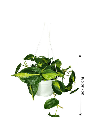 Philodendron Brazil - Hanging - Plantsworld.ae