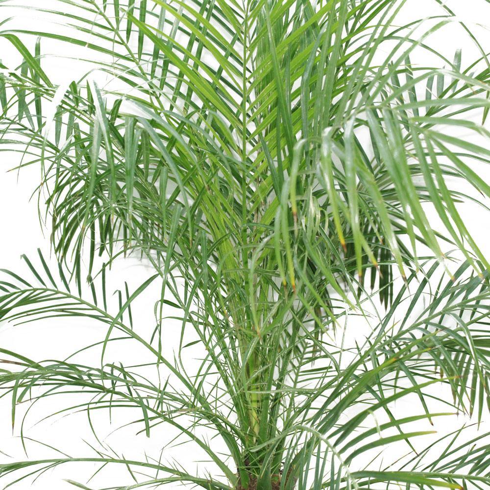 Phoenix Roebelenii-Miniature Date Palm - Plantsworld.ae - {{ varient.name }}