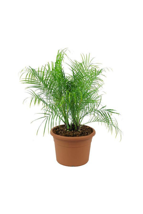 Phoenix Roebelenii-Miniature Date Palm - Plantsworld.ae - {{ varient.name }}
