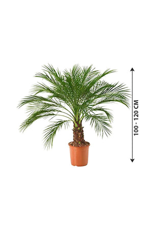 Phoenix Roebelenii - Indoor Pygmy Palm - Plantsworld.ae