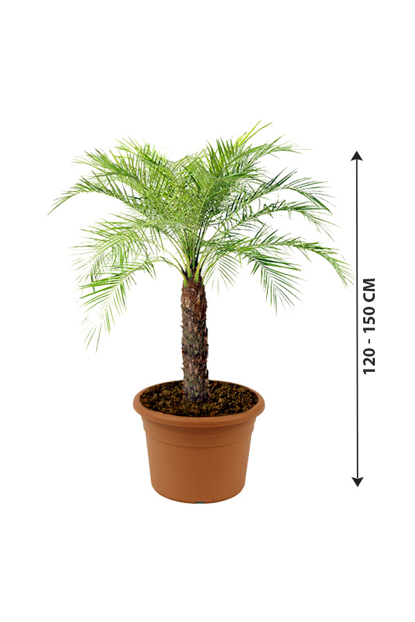 Phoenix Roebelenii - Pygmy Date Palm