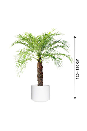 Phoenix Roebelenii - Indoor Pygmy Palm - Plantsworld.ae