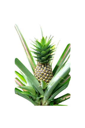 Pineapple Plant (Ananas Comosus) growing in a garden at Plantsworld.ae