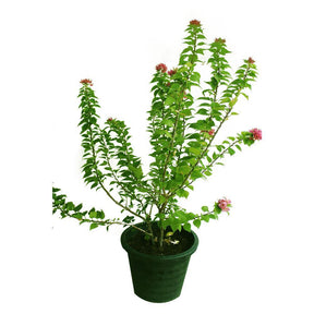 Pink Pixie- Bougainvillea - Pink Pixie- Bougainvillea - Plantsworld.ae