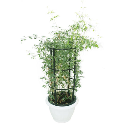 Poets Jasmine-Jasminum Grandiflorum - Poets Jasmine-Jasminum Grandiflorum - Plantsworld.ae