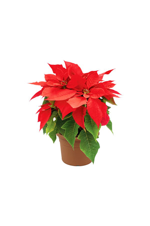 Vibrant red Poinsettia plant in decorative pot – classic Christmas flowering plant