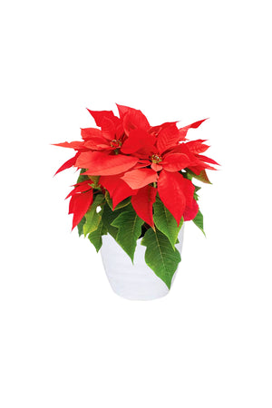 Poinsettia - Christmas Flower Plant