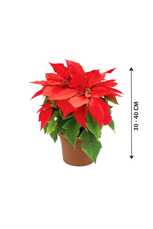 Poinsettia - Christmas Flower Plant