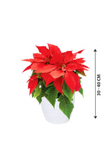 Poinsettia - Christmas Flower Plant