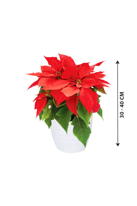 Poinsettia - Christmas Flower Plant