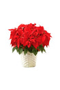 Christmas Poinsettia Flower Plant in Cane Basket - Festive Holiday Decor

