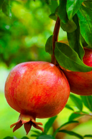 Pomegranate Tree - Punica Granatum Outdoor Fruit Tree with Ripe Pomegranates