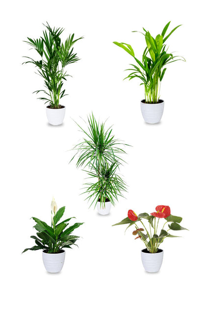 Premium Combo Plants - Plants set