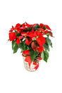 Christmas Gift - Pristine Poinsettia Plant – Vibrant red Poinsettia in decorative pot, perfect for gifting this Christmas season.