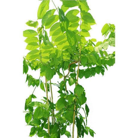 Rangoon Creeper (Quisqaalis Indica) - Rangoon Creeper (Quisqaalis Indica) - Plantsworld.ae