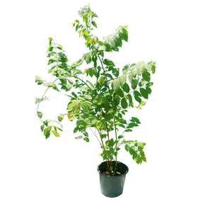 Rangoon Creeper (Quisqaalis Indica) - Rangoon Creeper (Quisqaalis Indica) - Plantsworld.ae