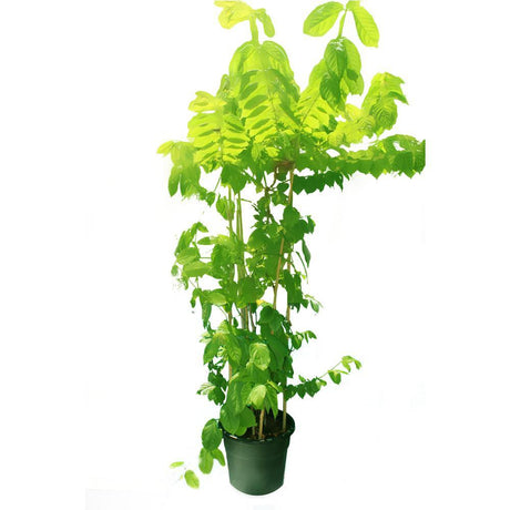 Rangoon Creeper (Quisqaalis Indica) - Rangoon Creeper (Quisqaalis Indica) - Plantsworld.ae