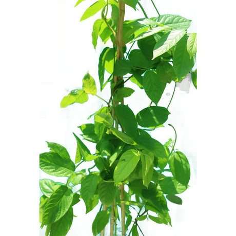 Rangoon Creeper (Quisqaalis Indica) - Rangoon Creeper (Quisqaalis Indica) - Plantsworld.ae