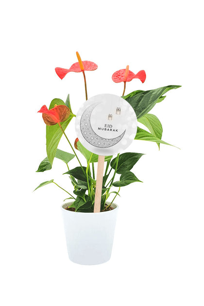 Eid Gift - Anthurium Red Plant - Flowering Plant