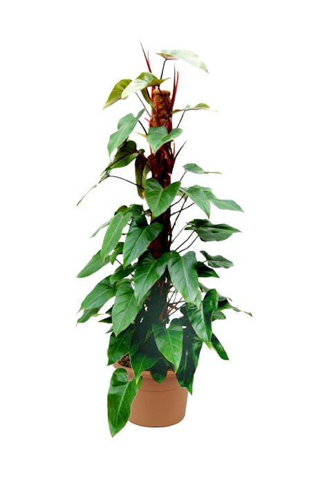 Red Emerald Philodendron - Philodendron Erubescens