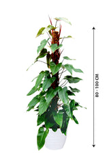 Red Emerald Philodendron - Philodendron Erubescens
