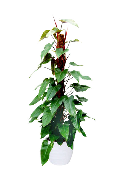Red Emerald Philodendron - Philodendron Erubescens