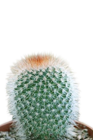 Red Headed Irishman Cactus - Cactus & Succulents - Plantsworld.ae