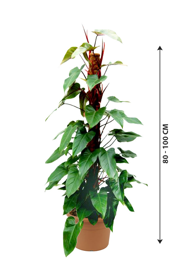 Philodendron emerald online green