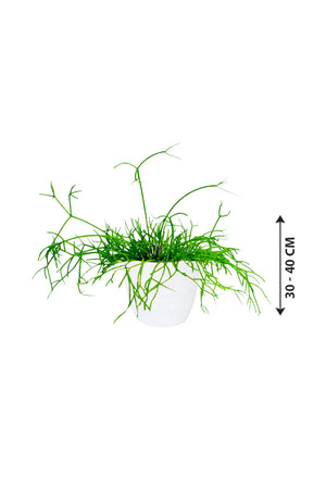 Rhipsalis - Mistletoe Cactus - Plantsworld.ae